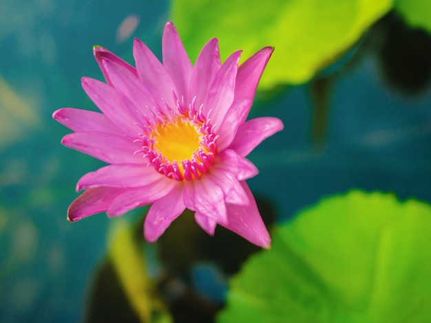 Beautiful lotus with Green leaf in the water pond