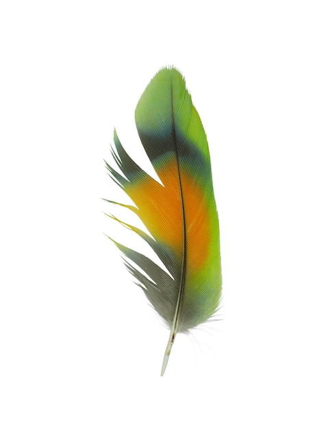 Photo beautiful  lovebird feather on white