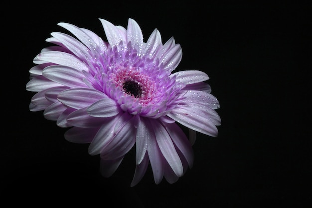 美しく愛らしい紫色のガーベラの花