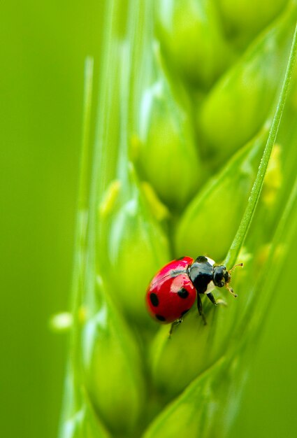 beautiful lucky ladybug