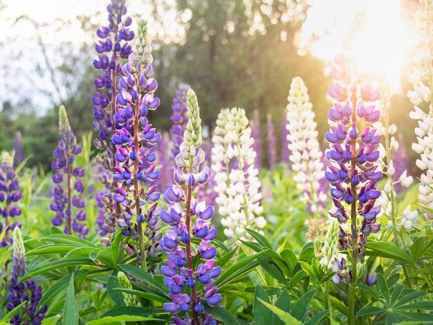 Beautiful lupin blooms in meadow.