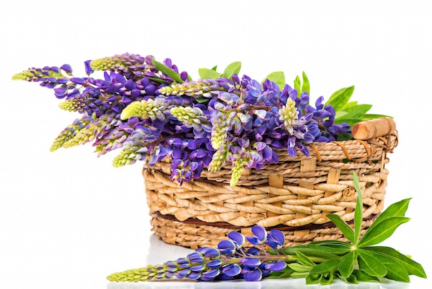 Beautiful lupine bouquet in basket on white background