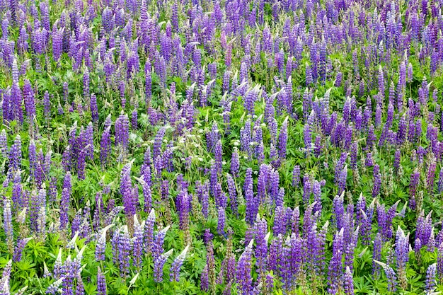 Beautiful lupine flower blue closeup real features of nature in the spring time of the year