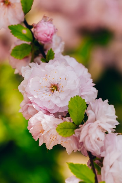 Beautiful lush flower of almond