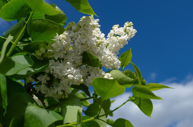 庭の茂みに白いライラックの美しい緑豊かな新鮮な束。庭の茂み、春の開花、新鮮な香り。