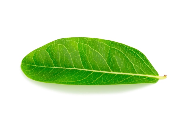 A beautiful lush green leaf Isolated on white background