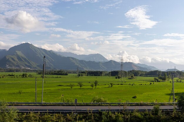 Beautiful lush green rice field along the road in Pakistan