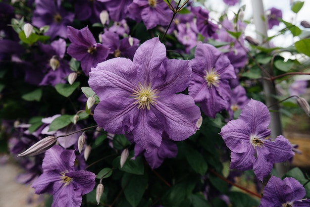 Una bella, lussureggiante clematide viola bush cresce nel giardino. floristica