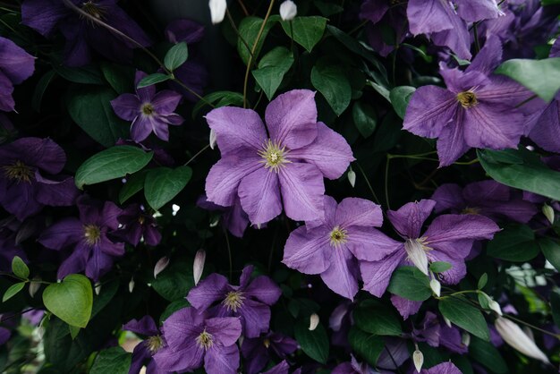 A beautiful, lush purple clematis Bush grows in the garden. Floristic