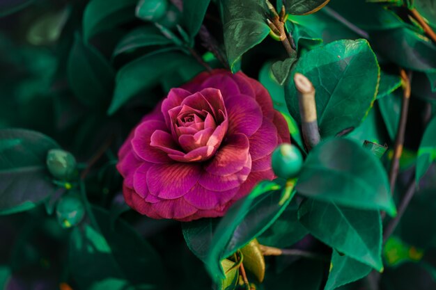 Beautiful lush rose flower bloom in springtime