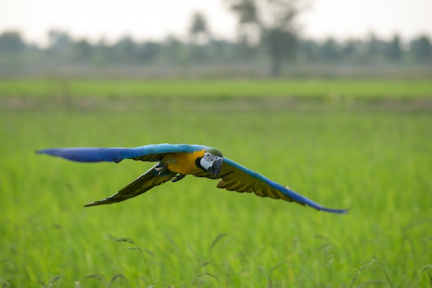 Foto bella azione di volo dell'uccello del macaw nel campo