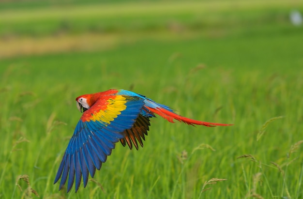 Foto bella azione di volo dell'uccello del macaw nel campo