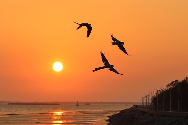 Beautiful Macaw parrot flying on the sea during sunset Free flying bird