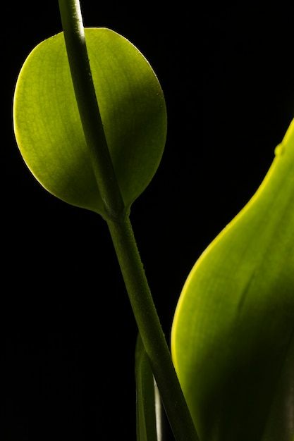 Photo beautiful macro green leaf