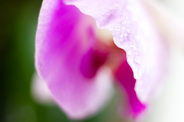 美しいマクロ蘭の花。抽象的なぼやけた自然な背景。水滴のある軽く壊れやすい花。高品質の写真