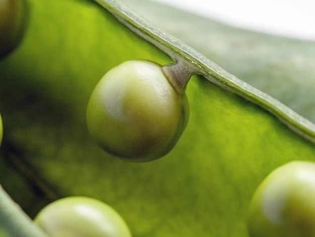 Beautiful macro photo of delicious peas in a pod