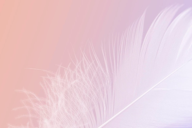 Beautiful Macro Photo of White Feather on Pink Background