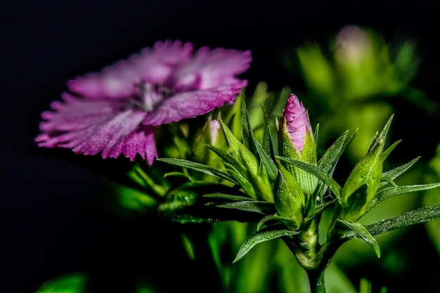 초점이 맞지 않는 나머지 꽃 봉오리의 아름다운 매크로 사진