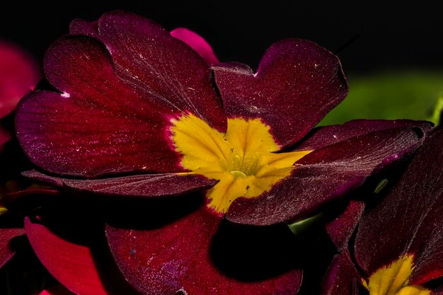 Beautiful macro photography of flowers on black background