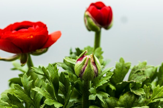 Beautiful macro photography of red flowers on white background