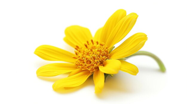 Beautiful macro photography of a single yellow flower in full bloom against a white background