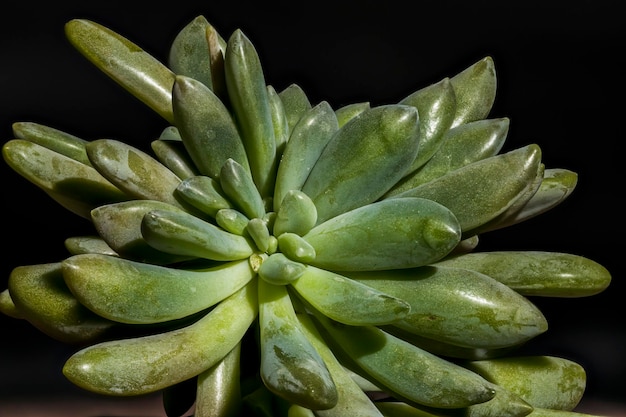 Beautiful macro photography of succulent flowers