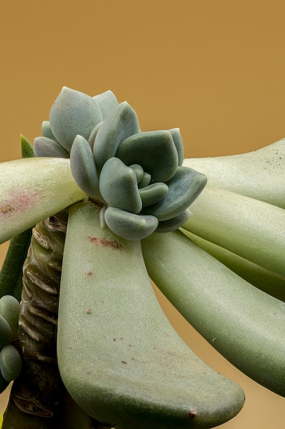 Beautiful macro photos of plants in window boxes