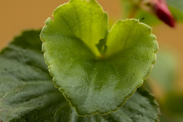 ウィンドウ ボックス内の植物の美しいマクロ写真