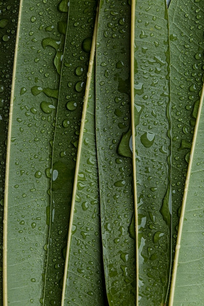 写真 雨滴の美しいマクロ植物