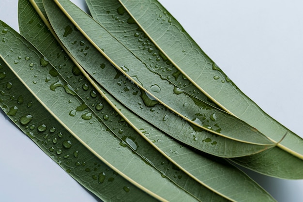 Beautiful macro plant with rain drops