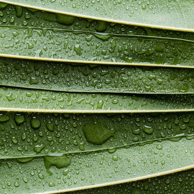 Foto bella pianta macro con gocce di pioggia