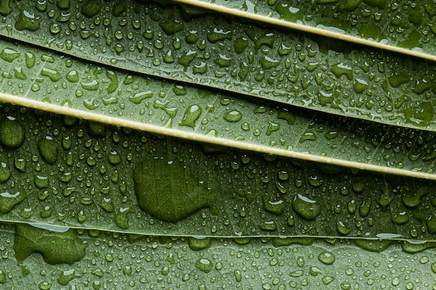 Bella pianta macro con gocce di pioggia