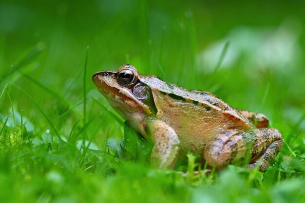 露と草の中のカエルの美しいマクロ撮影