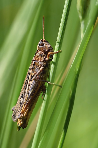 Beautiful macro shot of a grasshopper in the grass Nature close up