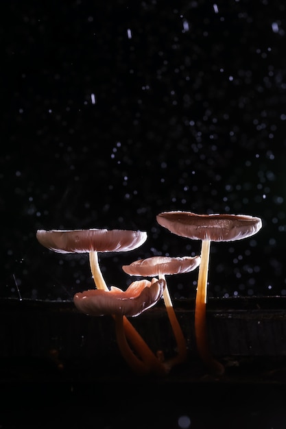 Beautiful macro shot of magic mushroom.