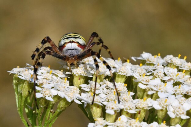 野生の花のクモの美しいマクロ撮影xDxAArgiopebruennichi