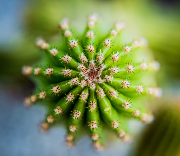 Bellissimi scatti macro di cactus spinoso.