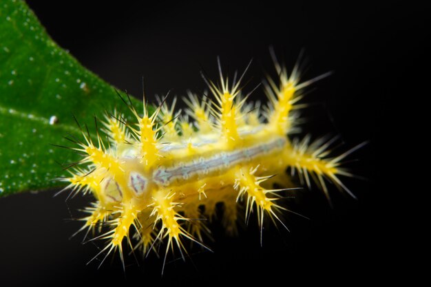 Beautiful macro worm on the plant