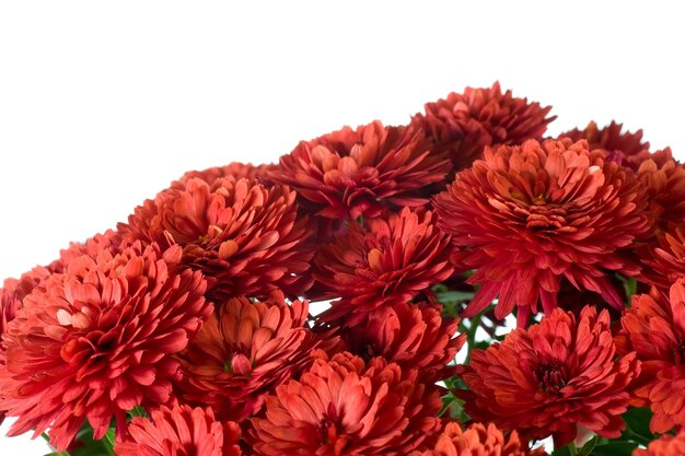 Beautiful magenta chrysanthemum flower (autumn vivid background) isolated on white