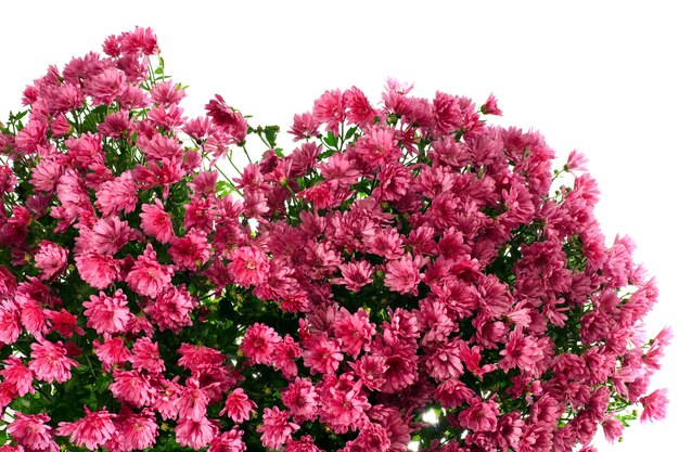 Beautiful magenta chrysanthemum flower autumn vivid background (with dew, isolated on white)