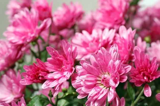 Beautiful magenta chrysanthemum flower autumn vivid background (with dew)