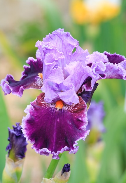 Beautiful magenta iris flower 