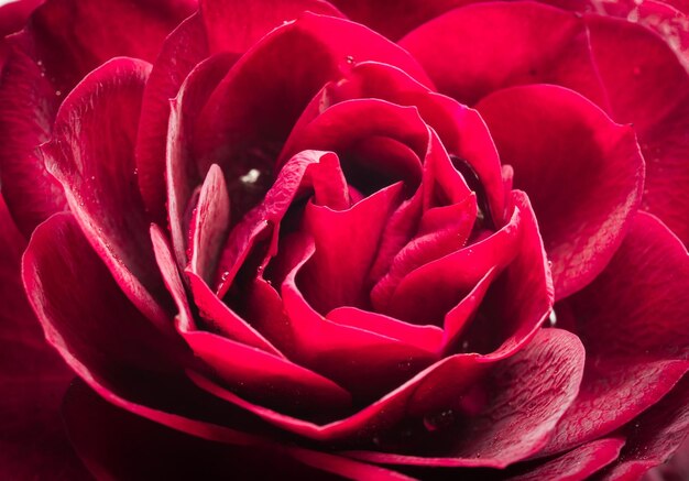 Bello colpo a macroistruzione della rosa rossa magenta