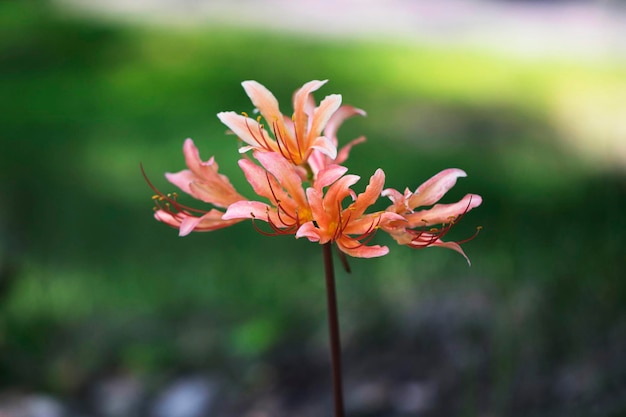 Beautiful magic lily in the field