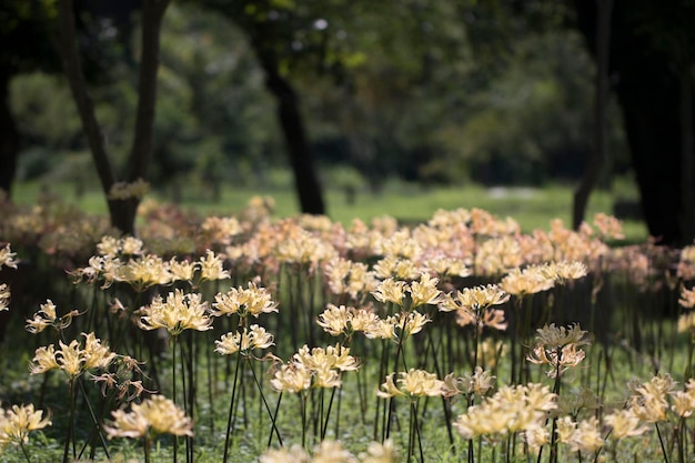 Beautiful magic lily in the field