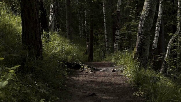 Photo beautiful magic path in woods with green grass and tree trunks growing along the road beauty of