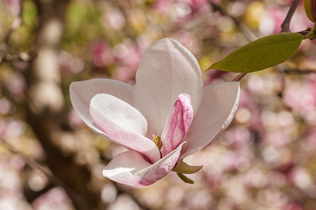 Beautiful magnolia bloom against the blue sky closeup