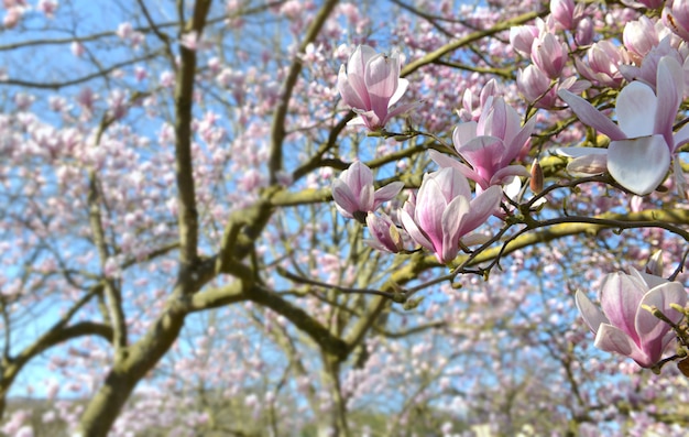 Beautiful magnolia blossoming on blue sky in a garden 
