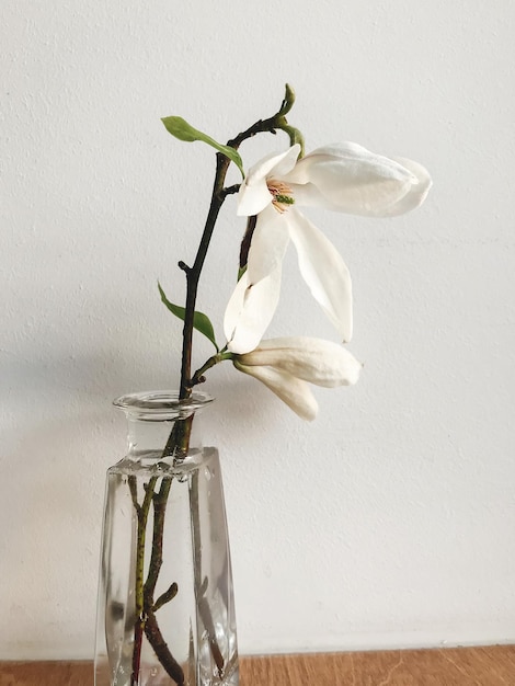 Beautiful magnolia flower in vase on rustic windowsill against white wall stylish minimal decor