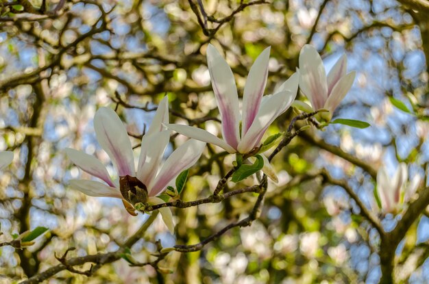 Beautiful magnolia flowers in blossom during springtime